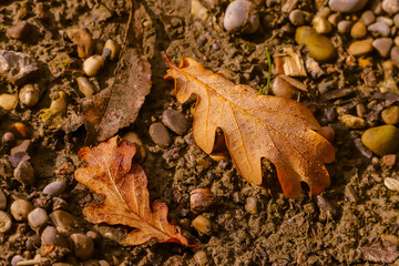 Herbstlaub im Morgentau