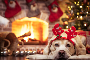 Yellow Labrador Retriever laying in front of Christmas fireplace