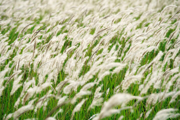 White reeds grass flowers