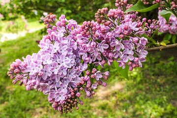 
A bush of lush fragrant lilacs during flowering close-up.