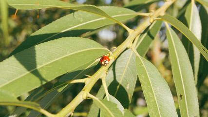 ladybird on a leaf