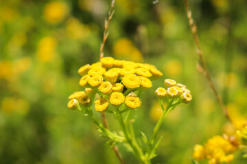 Macro-view of the umbels of yellow Tansy (Tanacetum vulgare)
