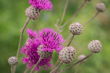 Cirsium arvense, a Creeping Thistle, blooming in the meadow. Meadow flowers Close up. Field Thistle. 