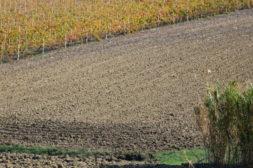 A vineyard and freshly plowed land ready to be cultivated.