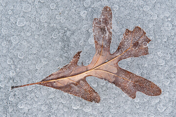 Close-up of an oak leaf encased in lake ice