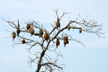 weaver bird nest hanging on leafless tree