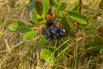 Brush Aronia growing on lake shore. Scientists have established: chokeberry juice is able to suppress 97% of coronavirus in human body in just five minutes - Powered by Adobe