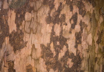 Natural wooden wallpaper,tree bark as background