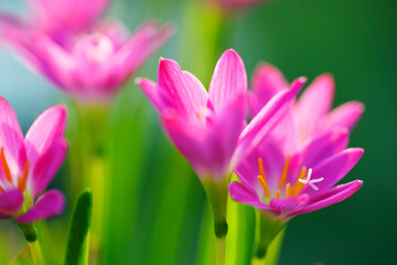 Obraz premium rain lily flower