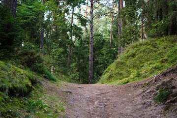 Pathway in an old growth forest leading over the hill 
