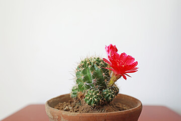 Potted cactus flowers, beautiful ornamental plants