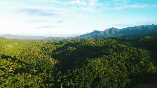 Arial Drone Shot. Birds Eye View Of A Green Forest. Lush Green Tree Tops View.