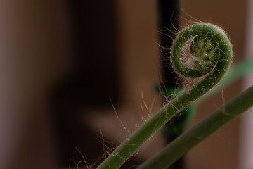 A fern unrolling a young frond on a dark blurred backdround; golden ratio; nature concept
