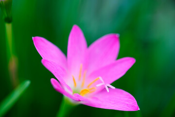 pink rain lily flower