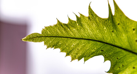 green Fern (Samambaia) leaves on a blurred clear white background; nature concept