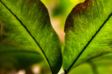 green Fern (Samambaia) leaves on a blurred clear green background; nature concept