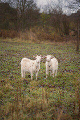 Obraz na płótnie Canvas Photo of white goats in the countryside.