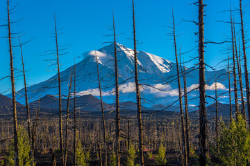 View of a volcanic valley in which old dead trees stand in the volcanic sand. In the background, a view of the summit of a volcano in the clouds
