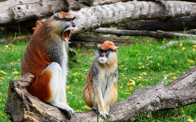 wild monkey in the zoo