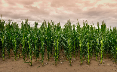 Cornfield in Buenos Aires Province, Argentina