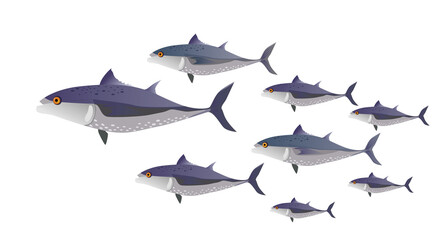 School of fish in color. Tuna of different sizes - vector illustration