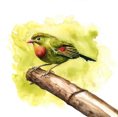 Watercolor drawing the Chinese Nightingale sitting on the bamboo branch