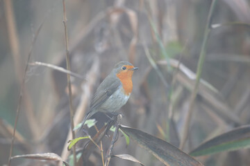 The European robin (Erithacus rubecula) shot close-up in foggy weather in a natural habitat