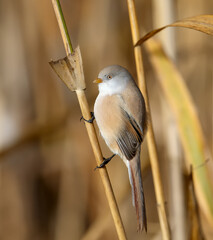 Males and females of The bearded reedling (Panurus biarmicus) are solitary and in groups perch on reed stalks in the soft morning light. Close-up and detailed photos from an unusual angle