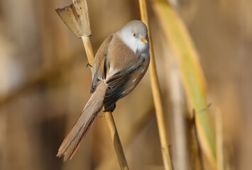 Males and females of The bearded reedling (Panurus biarmicus) are solitary and in groups perch on reed stalks in the soft morning light. Close-up and detailed photos from an unusual angle
