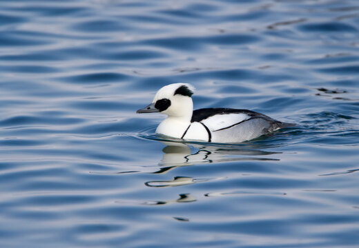 Male and female smew (Mergellus albellus) photographed close-up swimming in the water
