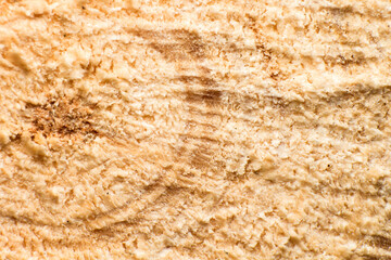 Sawn off logs exposing cross-section with cracks, macro shot, texture of background