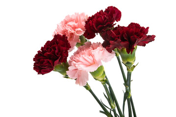 carnation isolated