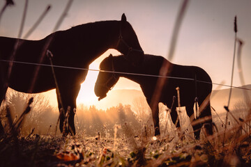 Pferde im Sonnenuntergang © Andy