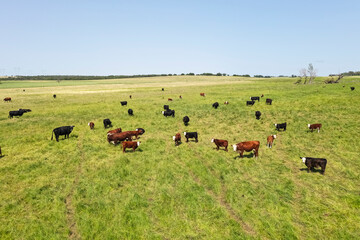 Cows in the coutryside, aerial view,La Pampa, Argentina.