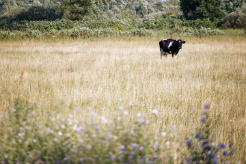 black and white cow grazing in the meadow