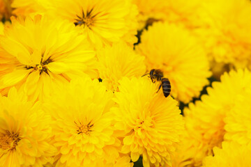 Bee on the flowers of yellow chrysanthemums. Beautiful bright yellow autumn flowers for the entire frame. Macro photography of a bee collecting nectar. Autumn flower background. Copy space