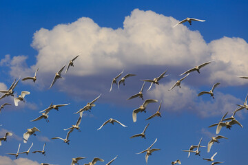 Flock of herons in flight, Brasilia, Brazil.