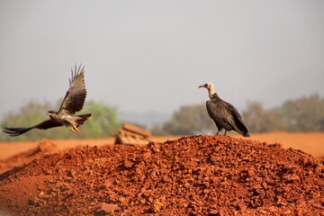 vulture on the bauxite