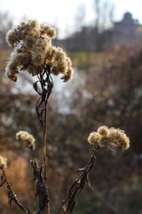 Zasuszona roślina. © Anastasiia