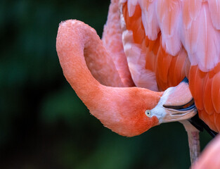 zoom shot of a flamingo