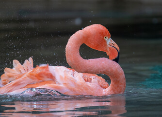 flamingo shaking off water
