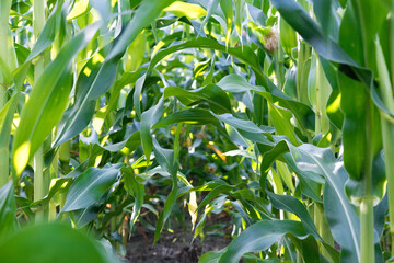 country road in a cornfield under a blue sky
