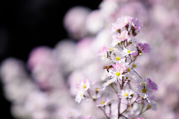 Beautiful white cutter flower blooming in the garden