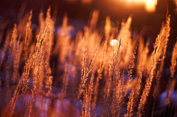 Golden spikelets at sunset