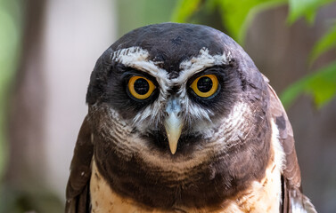 Close up of a spectacled owl