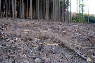 forest in the Taunus mountains, Germany, on the slope of a stump, trunks of sawn trees lie, concept of nature, damage to bark by parasites, woodworms, violation of ecological balance, tourism, travel