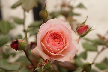 Blooming beautiful rose in pink