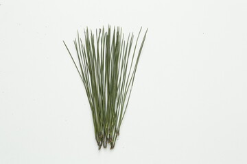 pine tree leaves on isolated white background