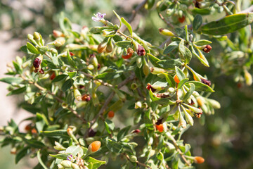 Goji