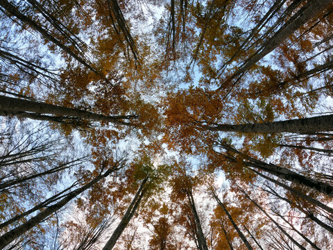 magical forest 